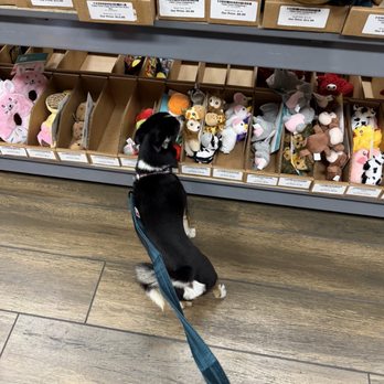 Dog Supplies Outlet - My boy looking for a toy - Pet Stores Near Me - Henderson, Nevada
