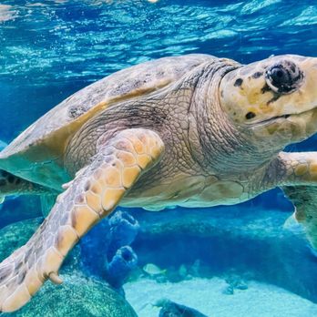 Oklahoma Aquarium - Turtle! - Aquariums Near Me - Jenks, Oklahoma