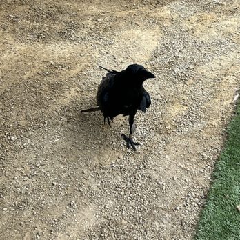 Conservation Ambassadors - Zoo to You - A raven on the ground - Zoos Near Me - Paso Robles, California Conservation Ambassadors - Zoo to You - A raven on the ground - Zoos Near Me - Paso Robles, California