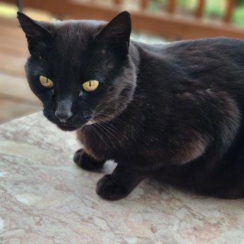 Double Strand Wine - Spooky, the friendly Winery cat. - Wine Tasting Room Near Me - Mosier, Oregon Double Strand Wine - Spooky, the friendly Winery cat. - Wine Tasting Room Near Me - Mosier, Oregon