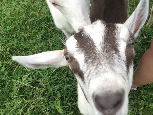 Caromont Farm by null