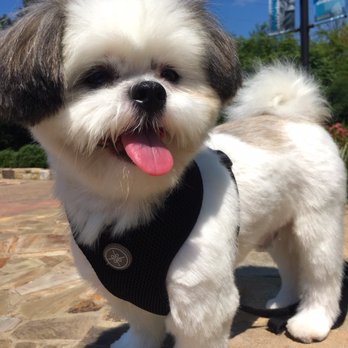 Petco - Harley looks amazing after his Grooming appointment with Jessica! - Pet Stores Near Me - Charlotte, North Carolina Petco - Harley looks amazing after his Grooming appointment with Jessica! - Pet Stores Near Me - Charlotte, North Carolina