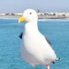 Imperial Beach Pier gift card