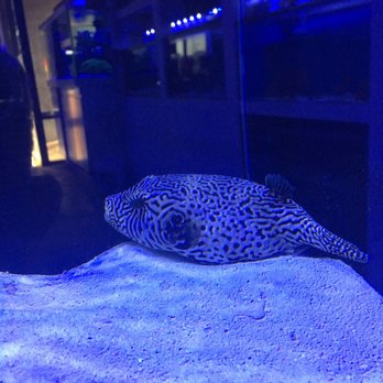 Reef Lounge USA - Aquarium Services Near Me - Anaheim, California