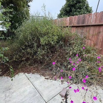 Guzman Landscaping - Before - Weeds & Vegetation - Landscaping Near Me - San Pablo, California
