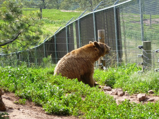 Bear Country USA by null