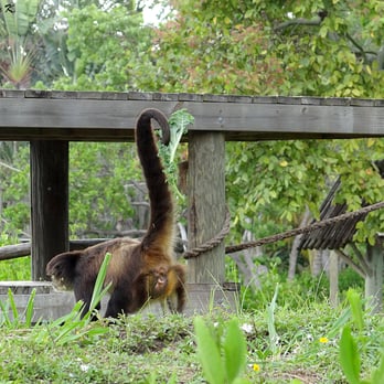 Naples Zoo - This is how the monkey transports its meal (kale) while being able to move. - Zoos Near Me - Naples, Florida