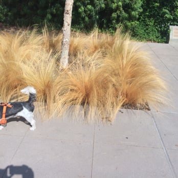 Harvey Milk Promenade Park - Nello came to pay his respect to "the man" - Parks Near Me - Long Beach, California