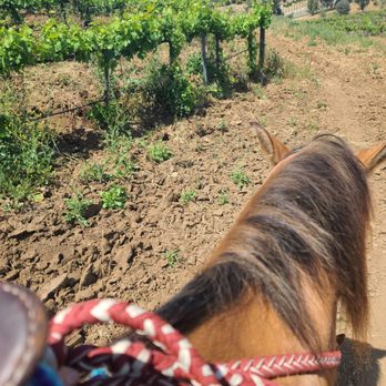 Wine Country Trails by Horseback - Tours Near Me - Temecula, California
