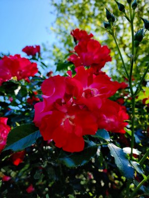 International Rose Test Garden by null
