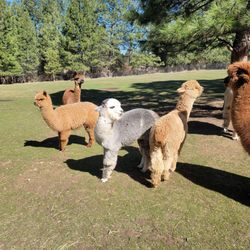 Snowy Range Alpacas - Alpacas on pasture