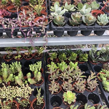 Greenstreet Gardens - More succulents - Nurseries & Gardening Near Me - Alexandria, Virginia