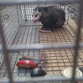 Eradicate Pest Elimination Co - Believe you have a possum in your home? We can help with animal trapping. - Pest Control Near Me - Torrance, California Eradicate Pest Elimination Co - Believe you have a possum in your home? We can help with animal trapping. - Pest Control Near Me - Torrance, California