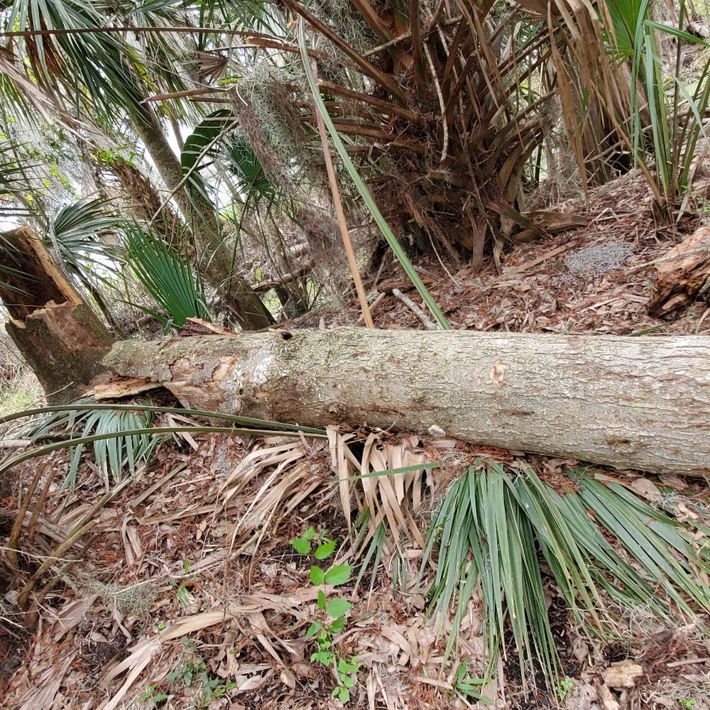 Black Bear Wilderness Area - This was rotten to the core when it fell - a moral lesson there, perhaps? - Hiking Near Me - Sanford, Florida