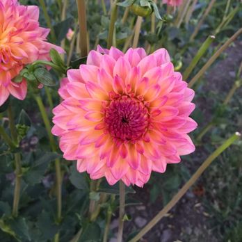 Frey's Dahlias - Florists Near Me - Turner, Oregon Frey's Dahlias - Florists Near Me - Turner, Oregon
