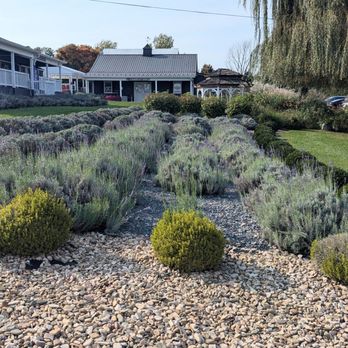 White Oak Lavender Farm - Wine Tasting Room Near Me - Harrisonburg, Virginia White Oak Lavender Farm - Wine Tasting Room Near Me - Harrisonburg, Virginia
