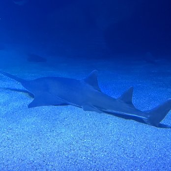 Oceanogràfic - Aquariums Near Me - Valencia, V