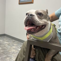 My dog waiting for the Dogtor My dog waiting for the Dogtor