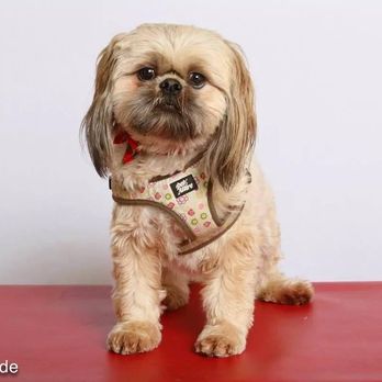 Kathy’s Pet Salon - Shih tzu - Pet Groomers Near Me - Loveland, Colorado Kathy’s Pet Salon - Shih tzu - Pet Groomers Near Me - Loveland, Colorado
