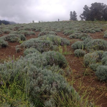 Ali'i Kula Lavender - Tours Near Me - Kula, Hawaii