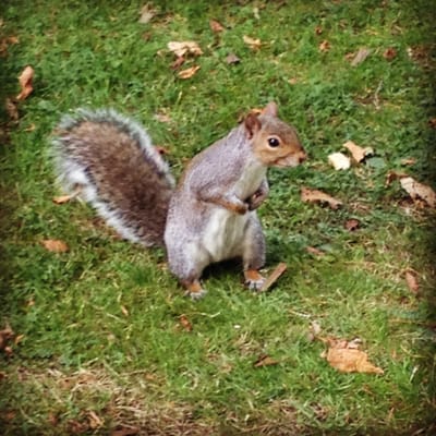 Jephson Gardens by null