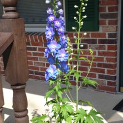 Johnson Nursery & Garden Center in Cookeville gift card