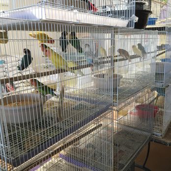 Gaby's pet sales - Parekeets,lovebirds, cocktails - Pet Stores Near Me - Fontana, California Gaby's pet sales - Parekeets,lovebirds, cocktails - Pet Stores Near Me - Fontana, California