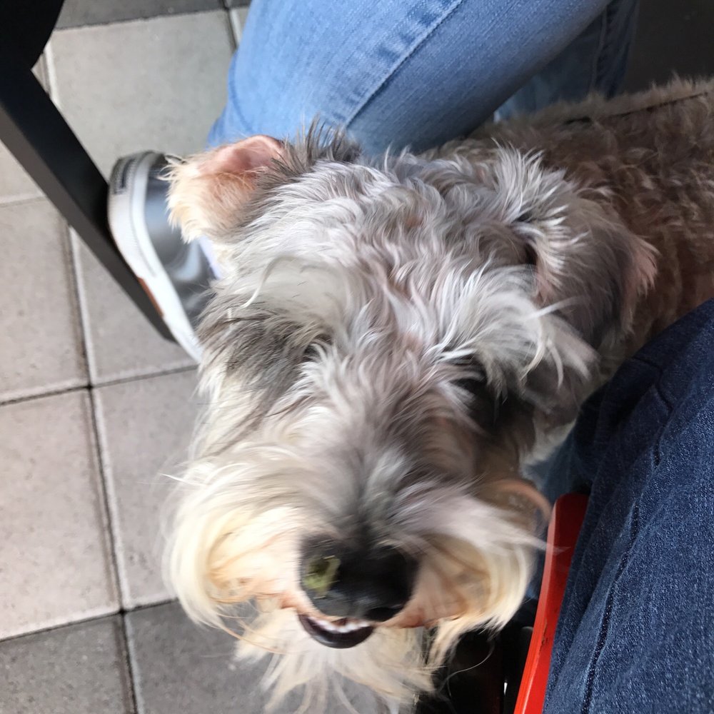 Piola - My favorite dog-friendly restaurant in Florida!! - Pizza Near Me - Doral, Florida Piola - My favorite dog-friendly restaurant in Florida!! - Pizza Near Me - Doral, Florida