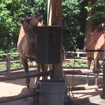 Bronx Zoo - Camels were awesome !!!! They have a camel ride which is great !!!!! 7$ per person per ride - Zoos Near Me - Bronx, New York
