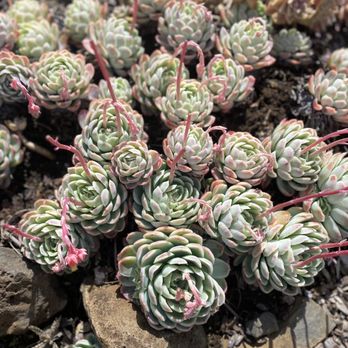 Ali'i Kula Lavender - Happy Succulents - Tours Near Me - Kula, Hawaii Ali'i Kula Lavender - Happy Succulents - Tours Near Me - Kula, Hawaii