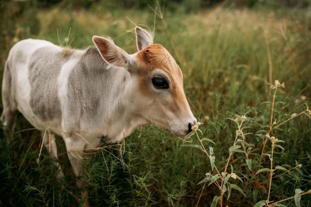 SAN ANTONIO PETTING ZOOS Updated September 2024 San Antonio, Texas