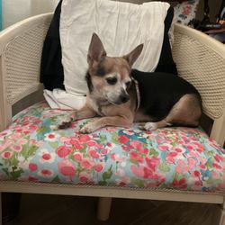 Belcher Animal Hospital - My little Petunia we're staying at her Best Buds Max's house