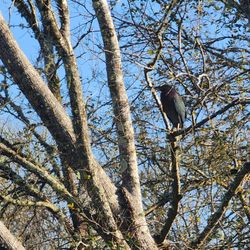 Pinky's Kayak Rentals - Green heron. Iridescent beauty in the sunlight