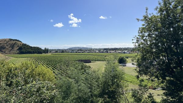 Mission Estate Winery by null