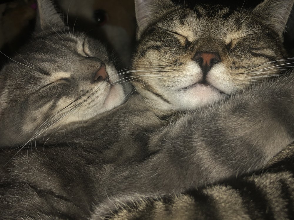 PAWS CAT SHELTER 240 Rte 171, Woodstock, Connecticut Animal