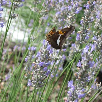 Lavender Oaks Farm - Farms Near Me - Chapel Hill, North Carolina