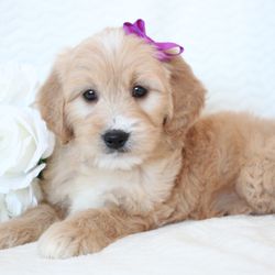 Antonia's Goldendoodle Babies