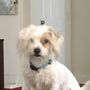 Photo of Guadalupe Valley Veterinary Clinic - Bryan Glass DVM