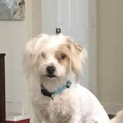 Guadalupe Valley Veterinary Clinic - Bryan Glass DVM - He was so sweet- , he went in for a simple cleaning- I sure hope that who ever was responsible for over sedating him lost their job...