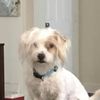 Guadalupe Valley Veterinary Clinic - Bryan Glass DVM gift card