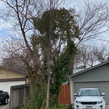 Fresh Air Tree Experts - Tree Services Near Me