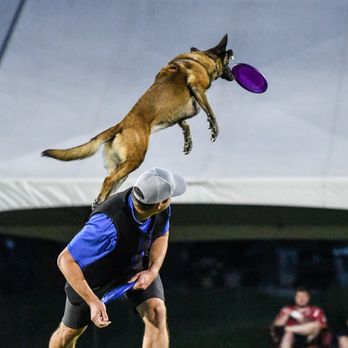 Difficult Doggy K9 Training - Pet Training Near Me Difficult Doggy K9 Training - Pet Training Near Me