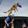 Photo of Difficult Doggy K9 Training