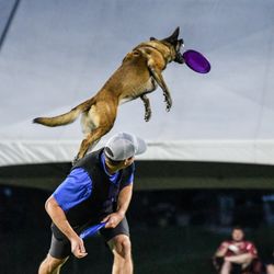 Difficult Doggy K9 Training