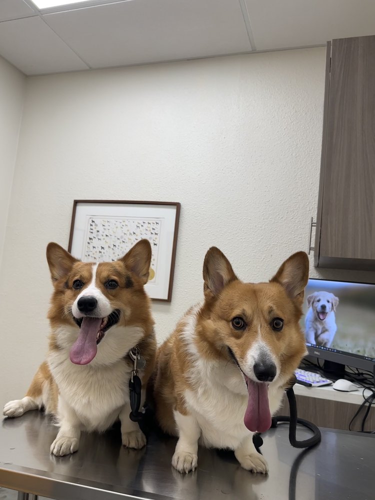 VAN NUYS VETERINARY CLINIC Updated September 2024 174 Photos & 426 Reviews 7215 Van Nuys