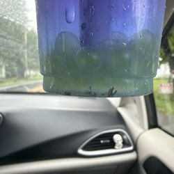 Boba Cha - Mold floating at the bottom of the drink