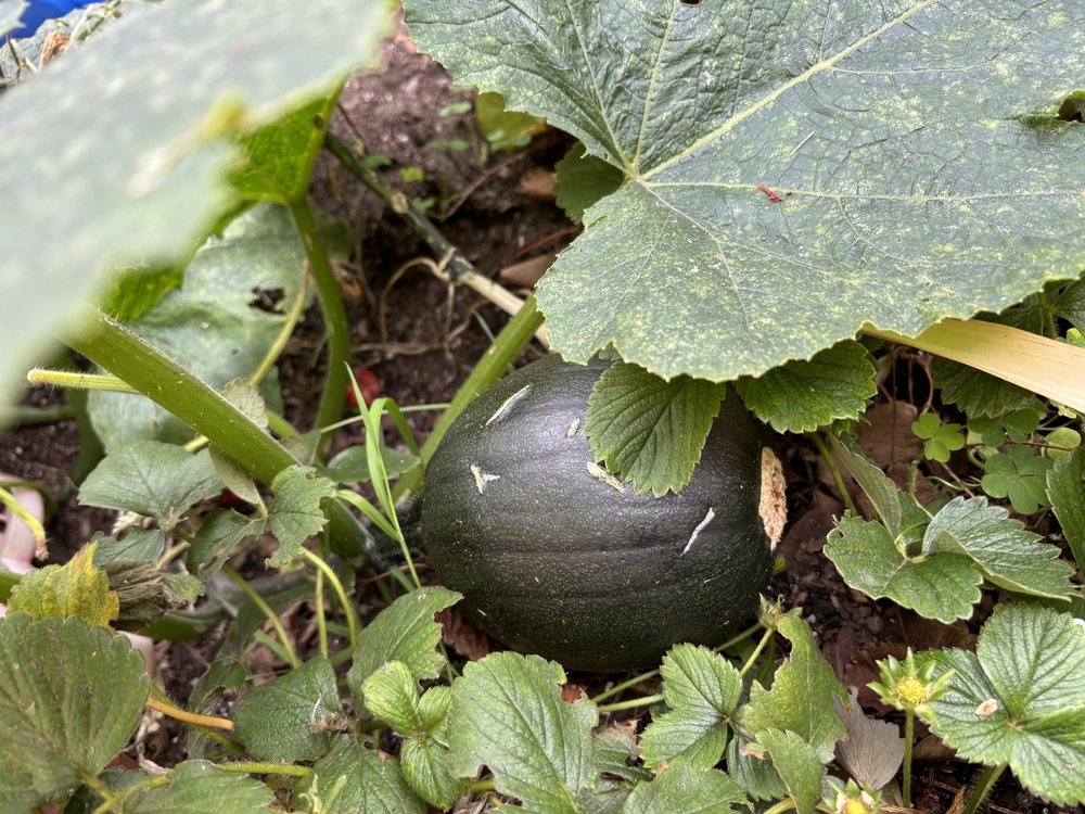 St Thomas the Apostle Preschool & Pre-K Learning Center - childcare center in San Francisco, CA