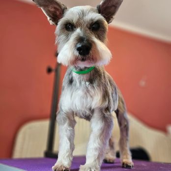 Pawfect Grooming - Pet Groomers Near Me - Maggie Valley, North Carolina Pawfect Grooming - Pet Groomers Near Me - Maggie Valley, North Carolina