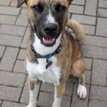 Wheaton Companion Pet Care - Pet Sitting Near Me Wheaton Companion Pet Care - Pet Sitting Near Me