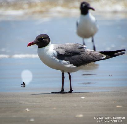 Galveston Island State Park by null
